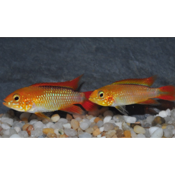 Apistogramma agassizii "Fire red" 3,5 cm