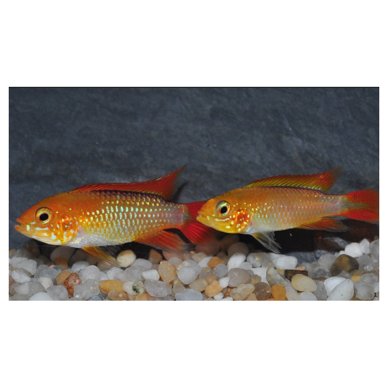Apistogramma agassizii "Fire red" 3,5 cm