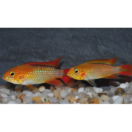 Apistogramma agassizii "Fire red" 3,5 cm