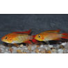 Apistogramma agassizii "Fire red" 3,5 cm