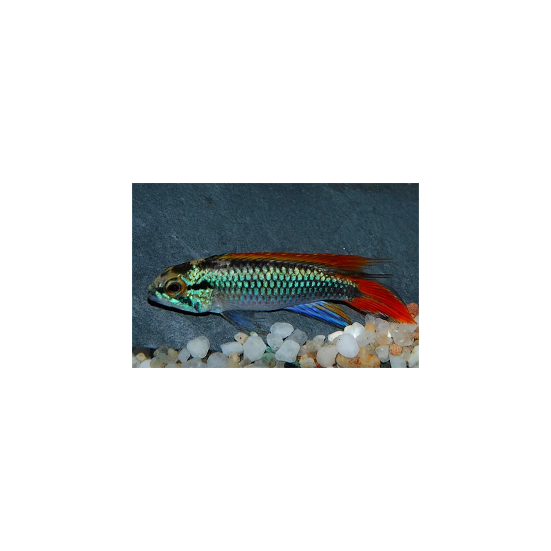 Apistogramma agassizii double rouge 5-5,5 cm