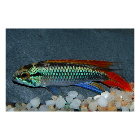Apistogramma agassizii double rouge 5-5,5 cm