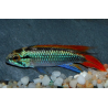 Apistogramma agassizii double rouge 5-5,5 cm