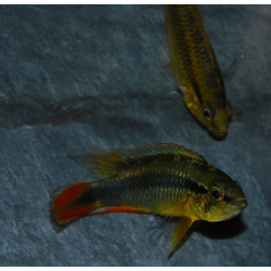Apistogramma agassizii 4-4,5 cm