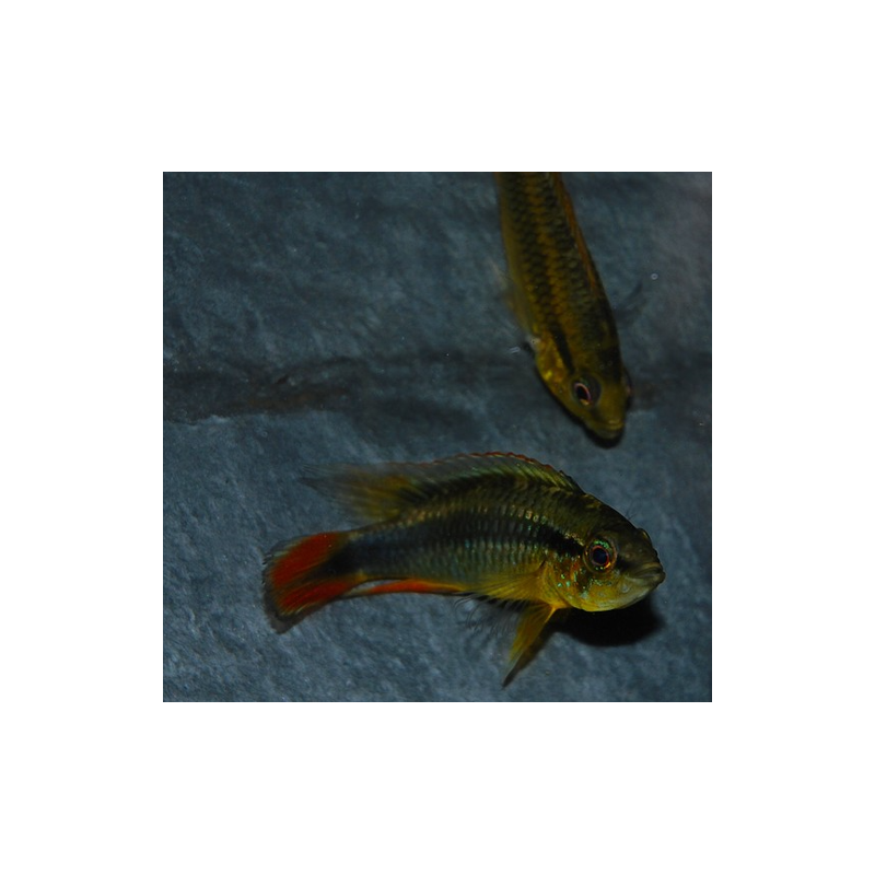Apistogramma agassizii 4-4,5 cm