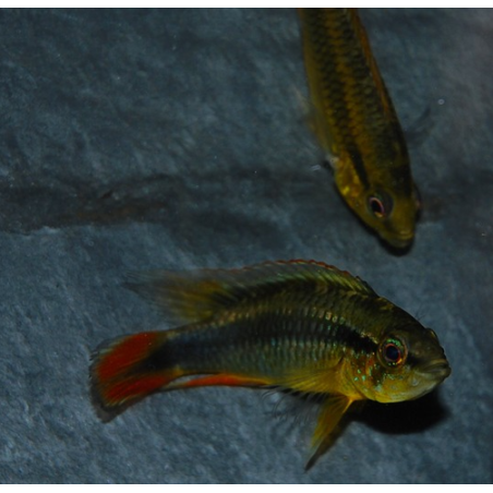 Apistogramma agassizii 4-4,5 cm