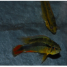 Apistogramma agassizii 4-4,5 cm