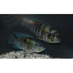 Aequidens pulcher (Acara bleu) 3,5 cm