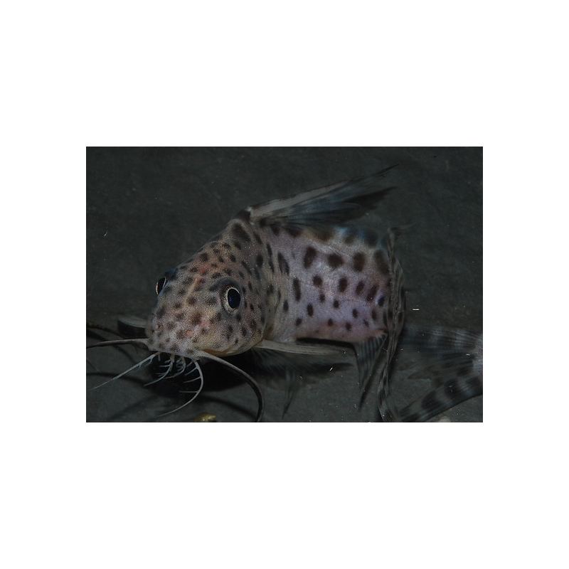 Synodontis eupterus 3,5 cm