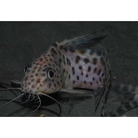 Synodontis eupterus 3,5 cm