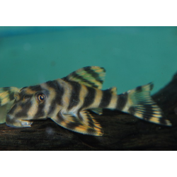 Peckoltia species aff. vittata L015 4-4,5 cm (s)