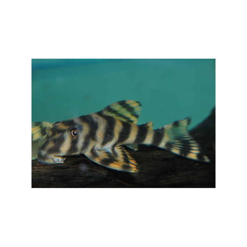 Peckoltia species aff. vittata L015 4-4,5 cm (s) Peckoltia species aff. vittata L015 4-4,5 cm (s)