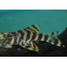 Peckoltia species aff. vittata L015 4-4,5 cm (s)