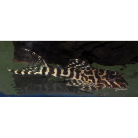 Hypancistrus sp. King Tiger (L066) 3 cm
