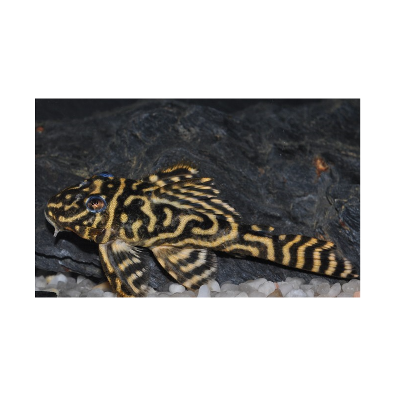 Hypancistrus debilittera (L 129) 3,5 cm