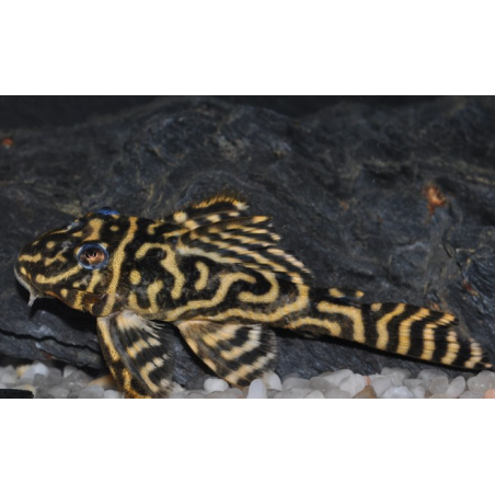 Hypancistrus debilittera (L 129) 3,5 cm