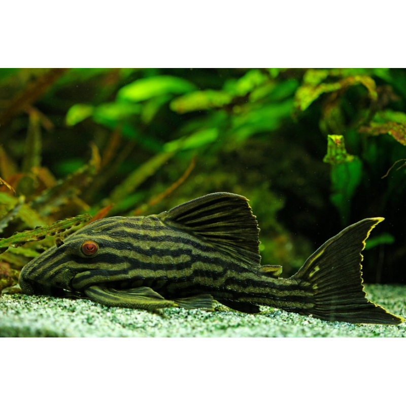 Panaque nigrolineatus 4-4,5 cm (s)