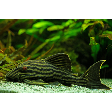 Panaque nigrolineatus 4-4,5 cm (s)