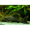 Panaque nigrolineatus 4-4,5 cm (s)