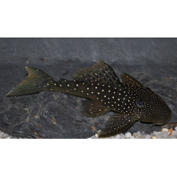 Hemiancistrus gen (Blue phantom) (L128) 6-6,5 cm (s)