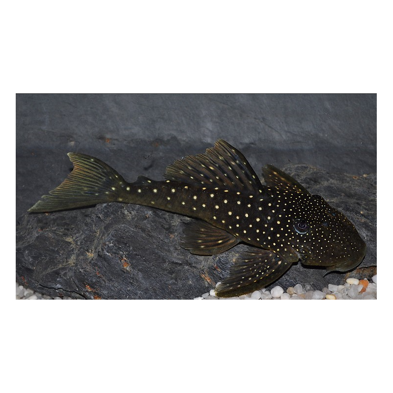 Hemiancistrus gen (Blue phantom) (L128) 6-6,5 cm (s)