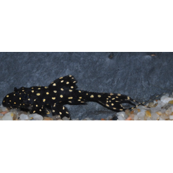 Acanthicus adonis 3,5 cm