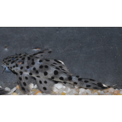 Leporacanthicus joselimai (L264) 3 cm