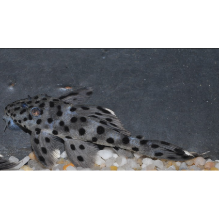 Leporacanthicus joselimai (L264) 3 cm