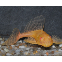 Glyptoperichthys gibbiceps albinos 5-5,5 cm