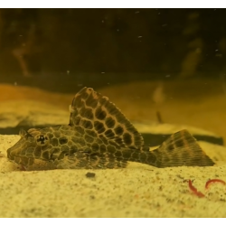 Glyptoperichthys gibbiceps (Pterygoplichthys gibbiceps) 4-4,5 cm