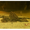 Glyptoperichthys gibbiceps (Pterygoplichthys gibbiceps) 4-4,5 cm