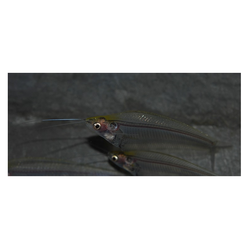 Kryptopterus bicirhis (Silure de verre) 5-5,5 cm (s)