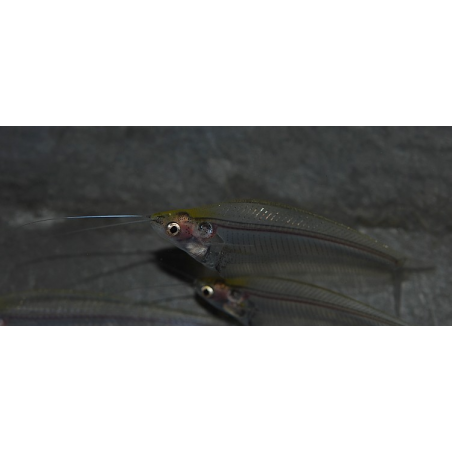 Kryptopterus bicirhis (Silure de verre) 5-5,5 cm (s)