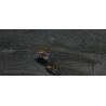 Kryptopterus bicirhis (Silure de verre) 5-5,5 cm (s)