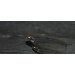 Kryptopterus bicirhis (Silure de verre) 4-4,5 cm (s)