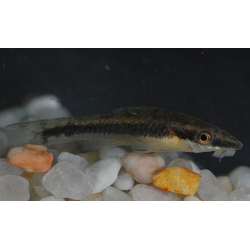 Otocinclus affinis 3,5 cm (s)
