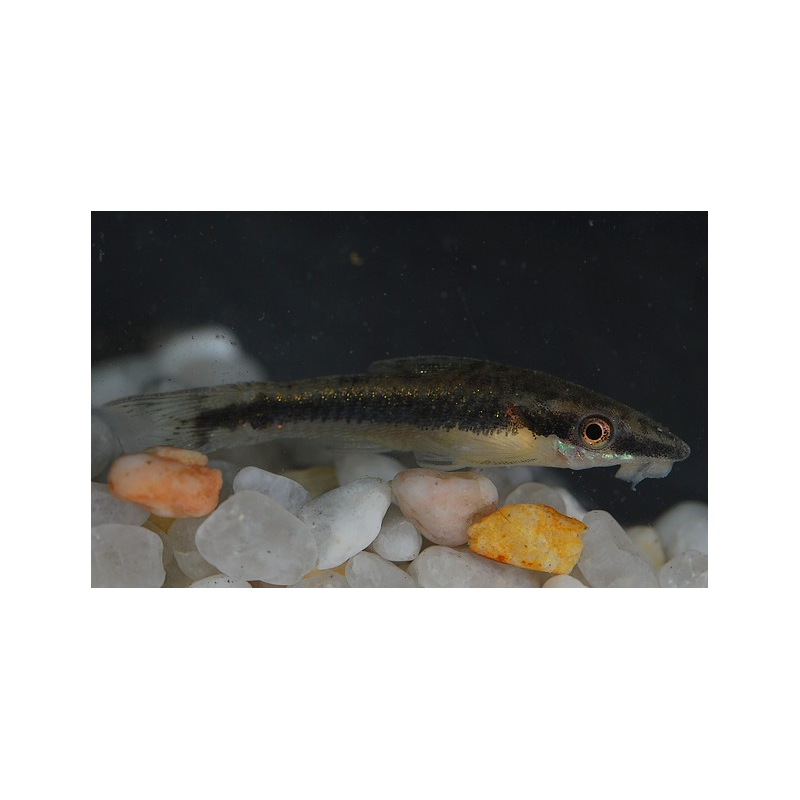 Otocinclus affinis 3,5 cm (s)