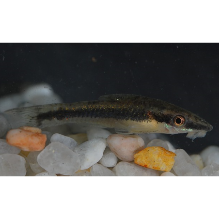 Otocinclus affinis 3 cm (s)