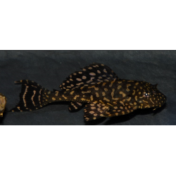 Glyptoperichthys joselimaianus (Pterygoplichthys ) 5-5,5 cm