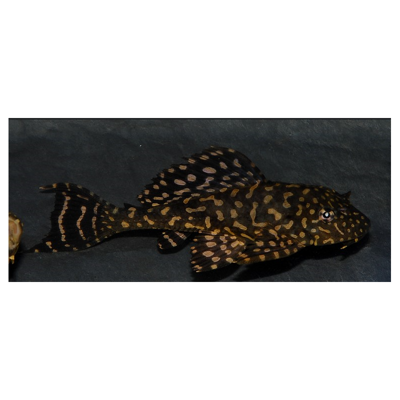 Glyptoperichthys joselimaianus (Pterygoplichthys ) 4-4,5 cm