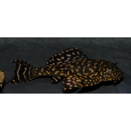 Glyptoperichthys joselimaianus (Pterygoplichthys ) 4-4,5 cm