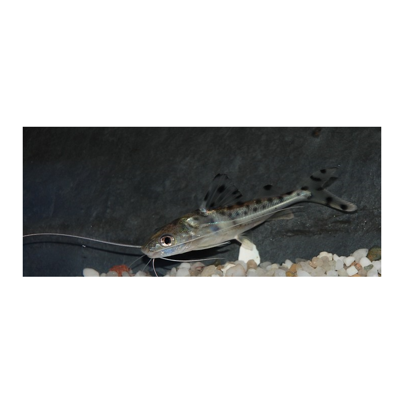 Pimelodus pictus 7-8,5 cm