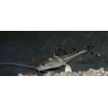 Pimelodus pictus 7-8,5 cm