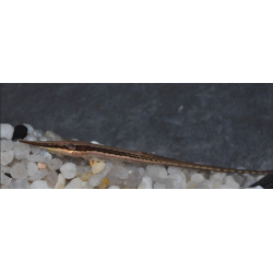 Farlowella acus (Silure aiguille commun) 5-5,5 cm (s)