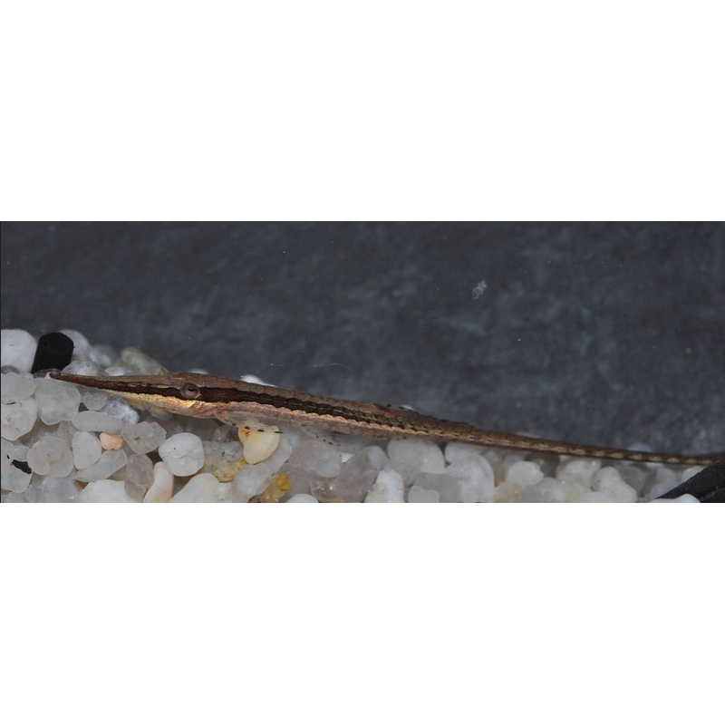 Farlowella acus (Silure aiguille commun) 5-5,5 cm (s) Farlowella acus (Silure aiguille commun) 5-5,5 cm (s)