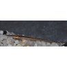 Farlowella acus (Silure aiguille commun) 5-5,5 cm (s)