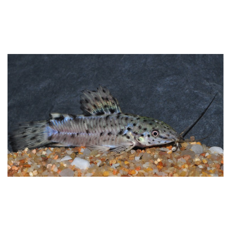 Megalechis thoracara (Hoplosternum thoracatum) (Silure peint)4-4,5 cm Megalechis thoracara (Hoplosternum thoracatum) (Silure peint)4-4,5 cm