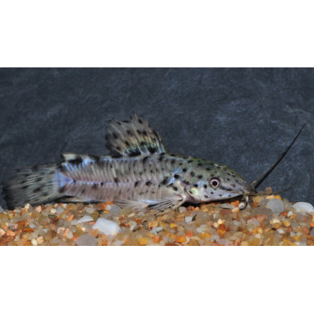 Megalechis thoracara (Hoplosternum thoracatum) (Silure peint)4-4,5 cm