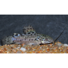 Megalechis thoracara (Hoplosternum thoracatum) (Silure peint)4-4,5 cm
