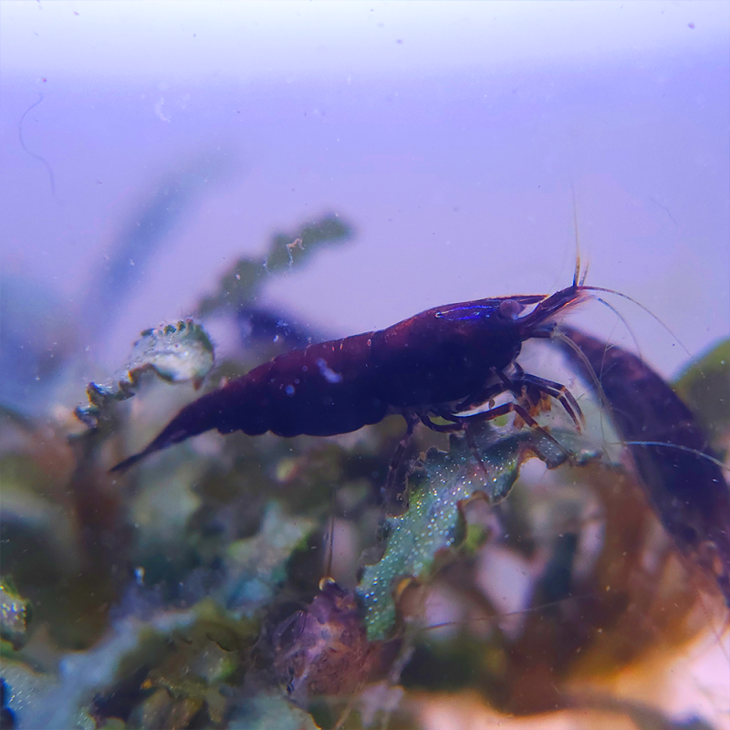 Crevette Chocolat – Neocaridina heteropoda chocolat | Flore-Aquatique
